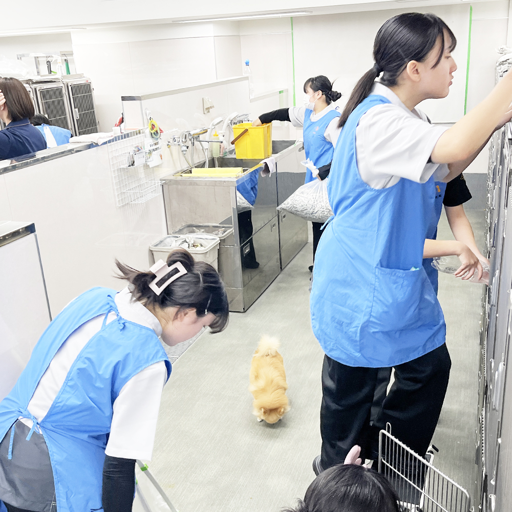 ☆モデル犬たちのお世話☆